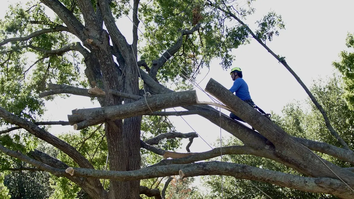 Professional Crown Thinning performed by certified arborists in Celoron