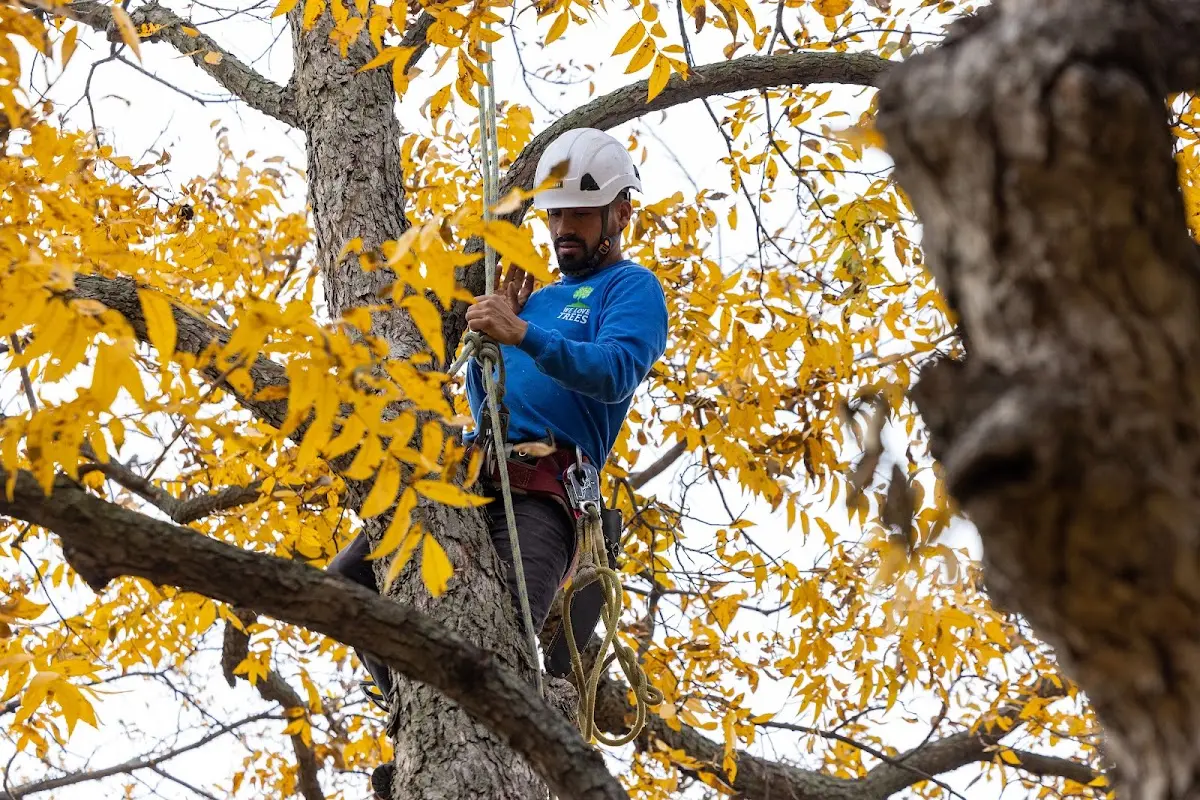 Skilled Storm Damage Cleanup crew working in Celoron